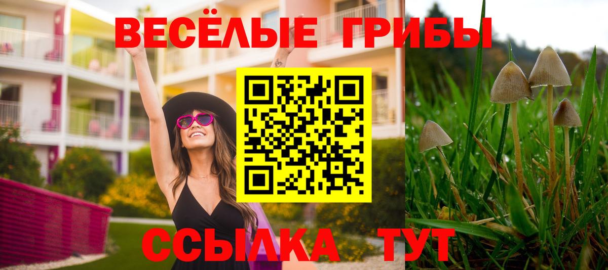 Псилоцибиновые грибы Psilocybine cubensis Людиново